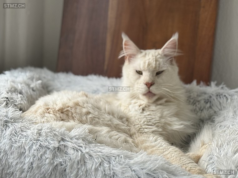 Vegas — Maine Coon ♂, Vermisst seit 04.01.2026, Penthalaz (VD)