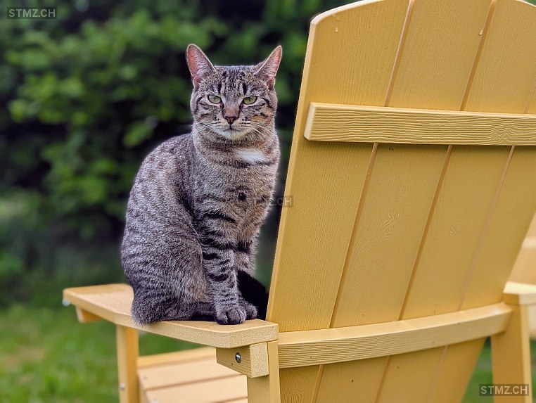 Raja — Hauskatze ♀, Vermisst seit 25.11.2025, Mettmenstetten (ZH)