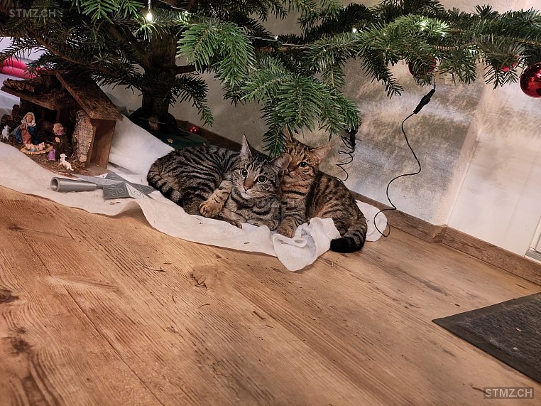 Yara — Hauskatze ♀, Vermisst seit 13.01.2026, Sarmenstorf (AG)