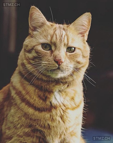 Vincent — Hauskatze ♂, Vermisst seit 25.08.2023, Wolfhalden (AR)