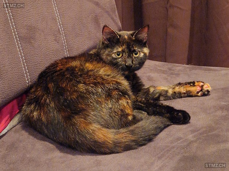 Caramel — Hauskatze ♀, Vermisst seit 24.12.2025, Triesenberg (FL)