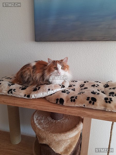 Mili — Hauskatze ♀, Vermisst seit 13.01.2026,  ()
