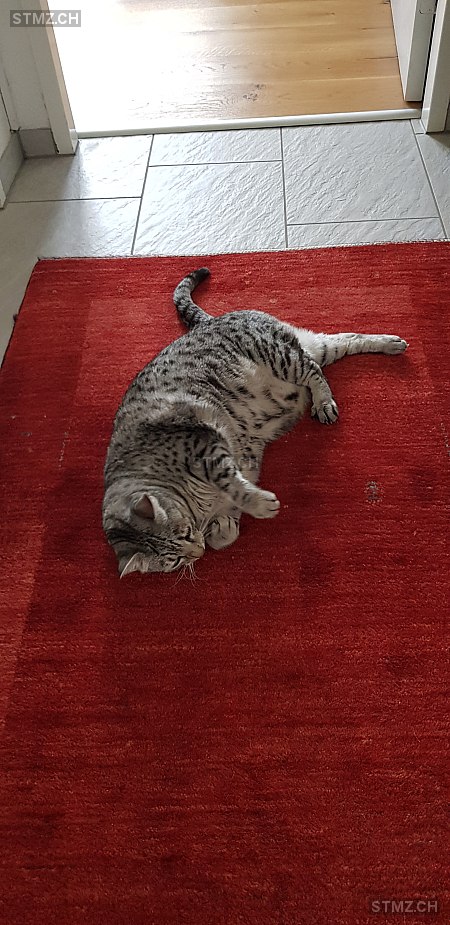 Xenia — Exotisch Kurzhaar ♀, Vermisst seit 15.01.2026, Böbikon (AG)