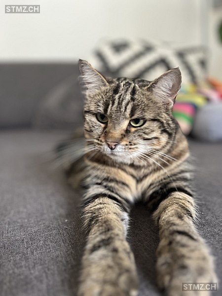 Afra — Hauskatze ♀, Vermisst seit 12.01.2026, Luzern (LU)