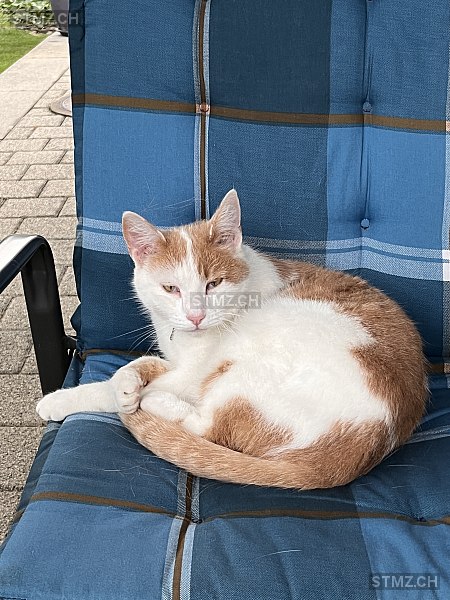 Louis — Hauskatze ♂, Vermisst seit 15.01.2026, Basadingen (TG)