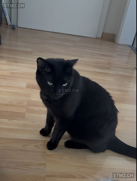 Leo — Hauskatze ♂, Vermisst seit 16.01.2026, Dietikon (ZH)