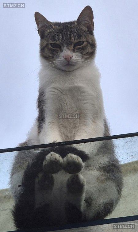 Beby — Hauskatze ♀, Vermisst seit 01.01.2026, Safnern (BE)