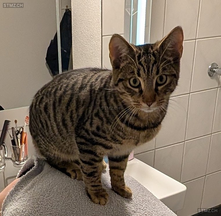 Figaro — Hauskatze ♂, Vermisst seit 16.01.2026, Wiedlisbach (BE)