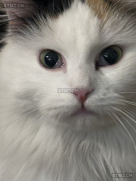 LISA — Hauskatze ♀, Vermisst seit 16.01.2026, Pfungen (ZH)