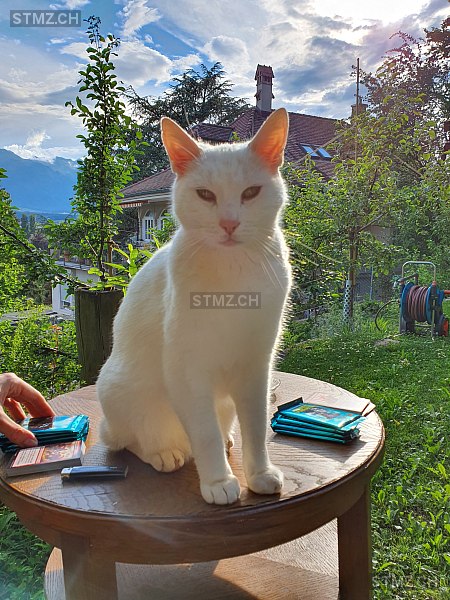 Fuchur — Hauskatze ♂, Vermisst seit 15.01.2026, Thun (BE)