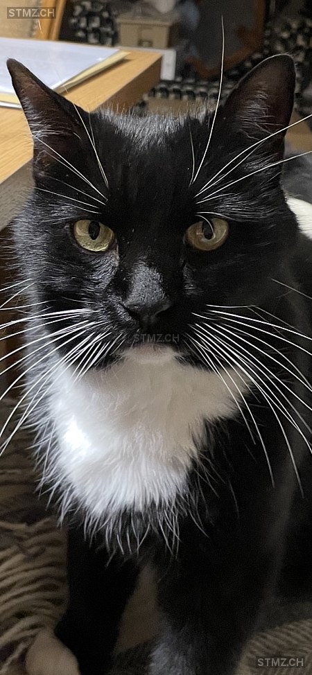 Picasso — Hauskatze ♂, Vermisst seit 31.12.2025, Schaffhausen (SH)