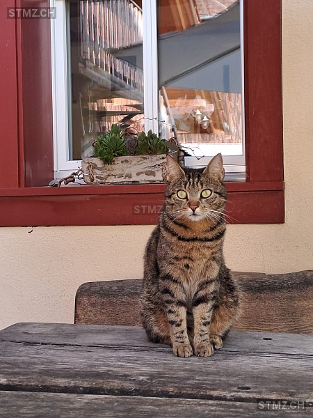 Lina — Hauskatze ♀, Vermisst seit 16.01.2026, Wislikofen (AG)