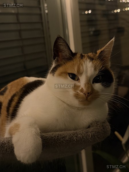 Nala — Hauskatze ♀, Vermisst seit 16.01.2026, Eschenbach LU (LU)