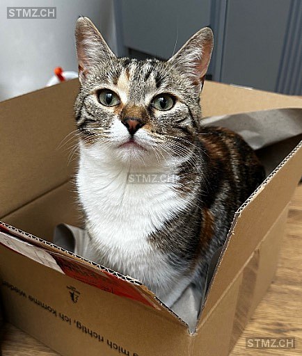 Nelli — Hauskatze ♀, Vermisst seit 15.06.2025, Schenkon (LU)