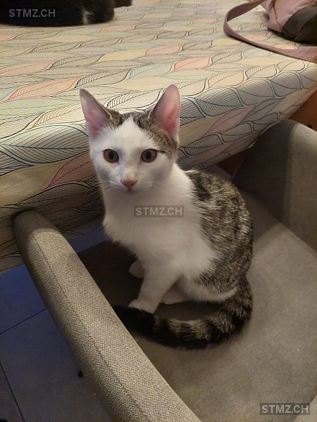 Bluey — Hauskatze ♂, Vermisst seit 18.01.2026, Weinfelden (TG)