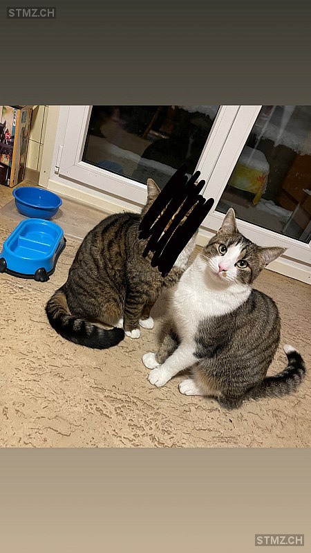 Güni — Hauskatze ♂, Vermisst seit 21.12.2025, Kleindietwil (BE)