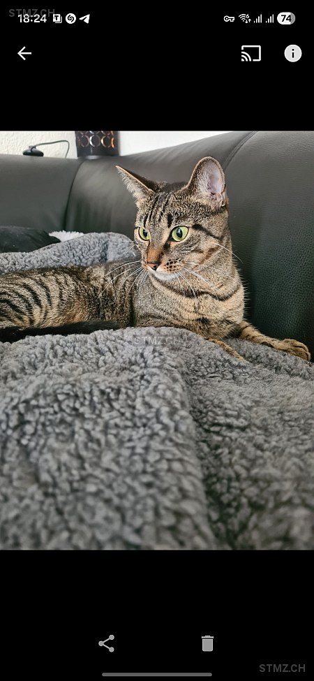 Bebu — Bengalen ♀, Vermisst seit 29.12.2025, Bern (BE)