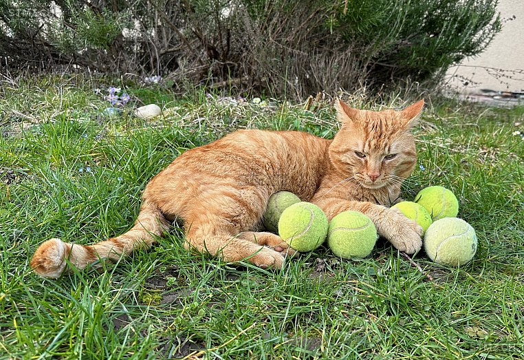Lilo — Hauskatze ♂, Vermisst seit 17.01.2026, Schaffhausen (SH)