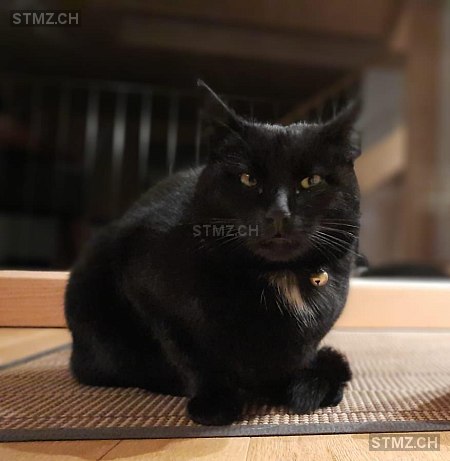 Ignaz — Hauskatze ♂, Vermisst seit 14.01.2026, Beckenried (NW)