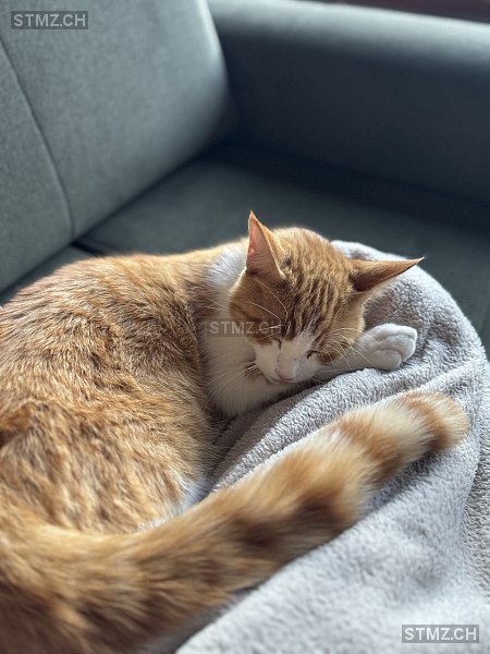 Loki — Maine Coon ♂, Vermisst seit 18.11.2025, Sevgein (GR)