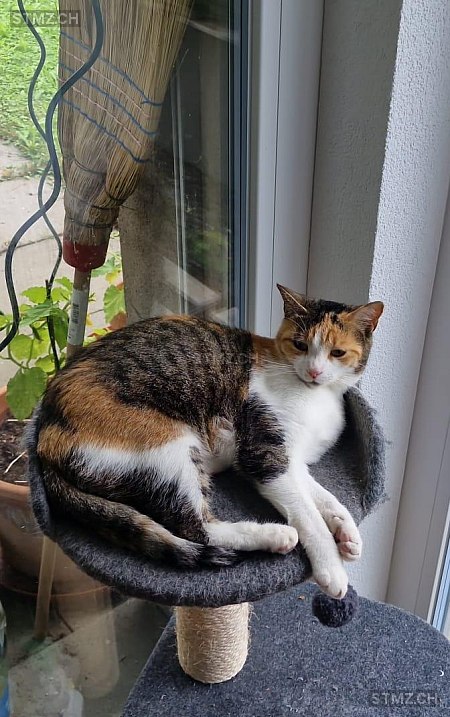 Nala — Hauskatze ♀, Vermisst seit 19.01.2026, Guntershausen bei Aadorf (TG)