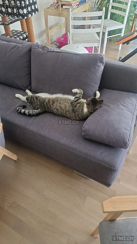 Rascal — Hauskatze ♂, Vermisst seit 17.01.2026, Räterschen (ZH)