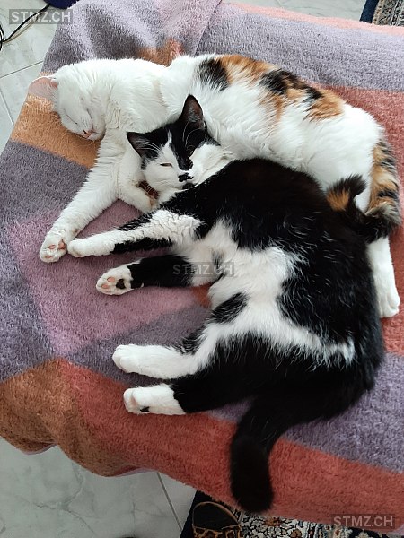 Balou — Hauskatze ♂, Vermisst seit 22.10.2025, Hindelbank (BE)