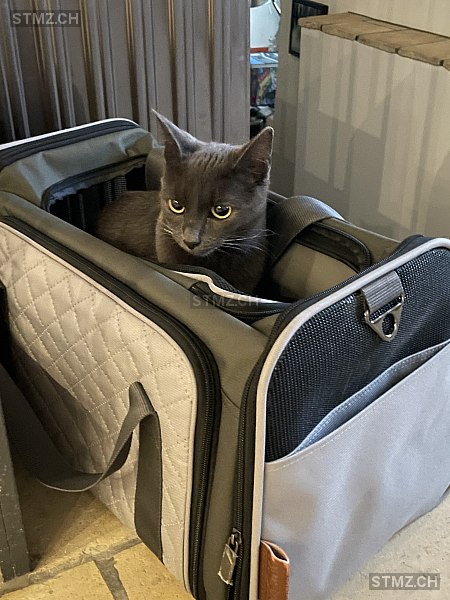 Sol — Russisch Blau ♀, Vermisst seit 15.01.2026, Meilen (ZH)