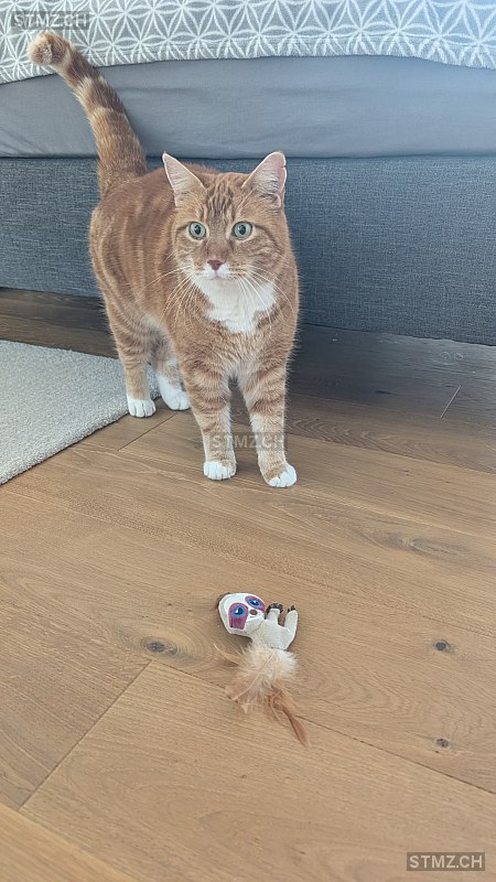 Napoleon — Hauskatze ♂, Vermisst seit 17.01.2026, Wiler bei Seedorf (BE)