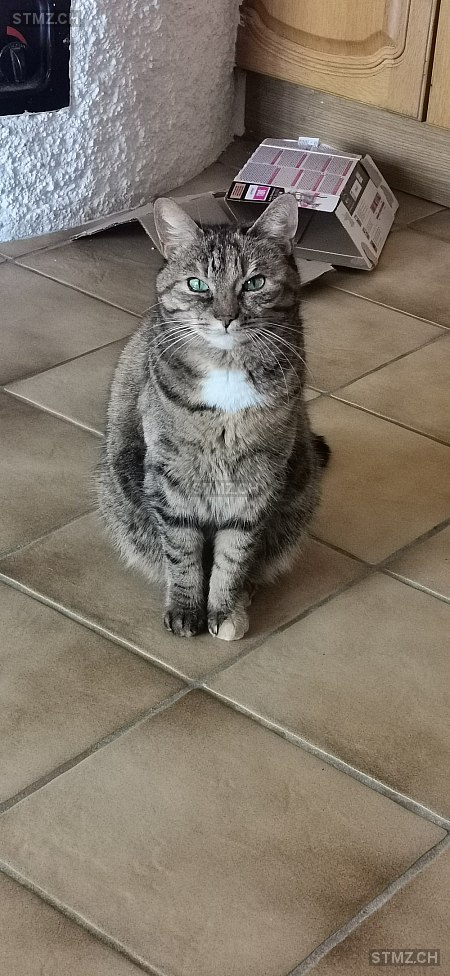 Coco — Hauskatze ♀, Vermisst seit 20.01.2026, Burgistein (BE)