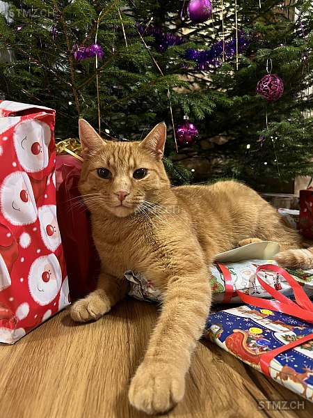 Jerry — Hauskatze ♂, Vermisst seit 15.12.2025, Boltigen (BE)