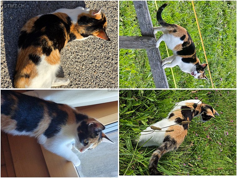 Lucy — Hauskatze ♀, Vermisst seit 18.01.2026, Rüti bei Riggisberg (BE)