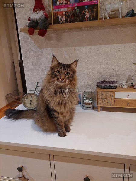 Mausi (Akane Yamamoto) — Norwegische Waldkatze ♀, Vermisst seit 15.01.2026, Schachen LU (LU)