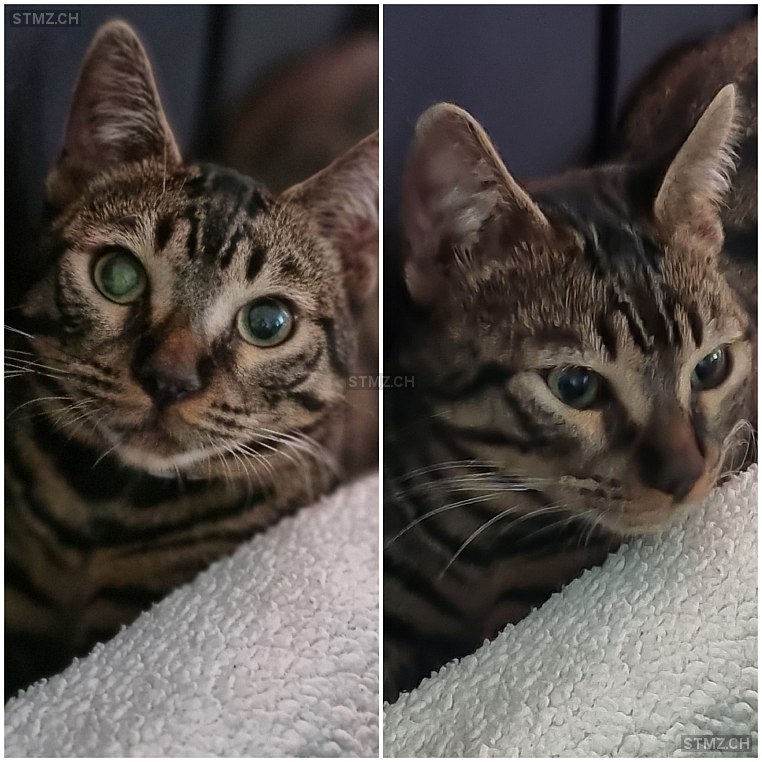 Hösli — Katze ♂, Vermisst seit 25.10.2025, Wetzikon ZH (ZH)