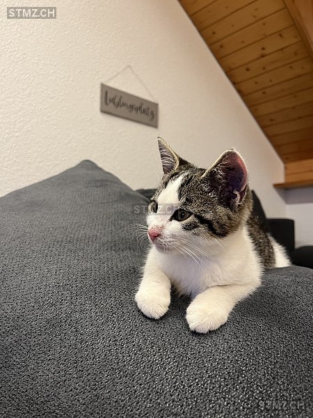 Becky — Hauskatze ♀, Vermisst seit 22.01.2026, Oberhelfenschwil (SG)