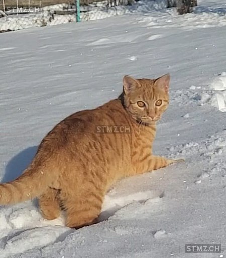 Jimmy — Hauskatze ♂, Vermisst seit 14.01.2026, Schänis (SG)