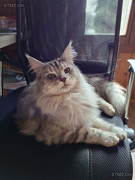 Fridolin - Kurz Fridu — Maine Coon ♂, Vermisst seit 22.01.2026, Wileroltigen (BE)