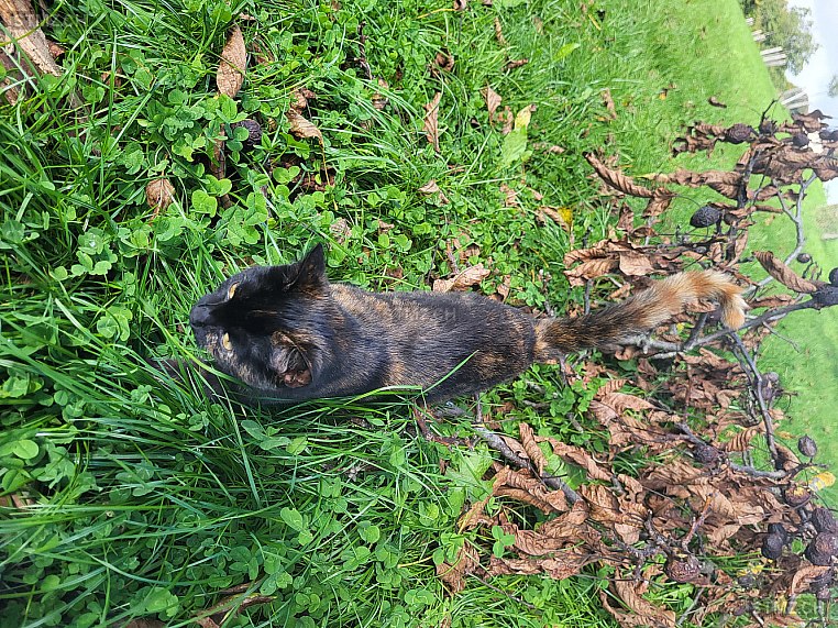 Cyndii — Hauskatze ♀, Vermisst seit 20.01.2026, Gossau SG (SG)