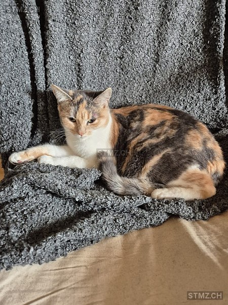 Amy — Hauskatze ♀, Vermisst seit 08.12.2025, Hindelbank (BE)