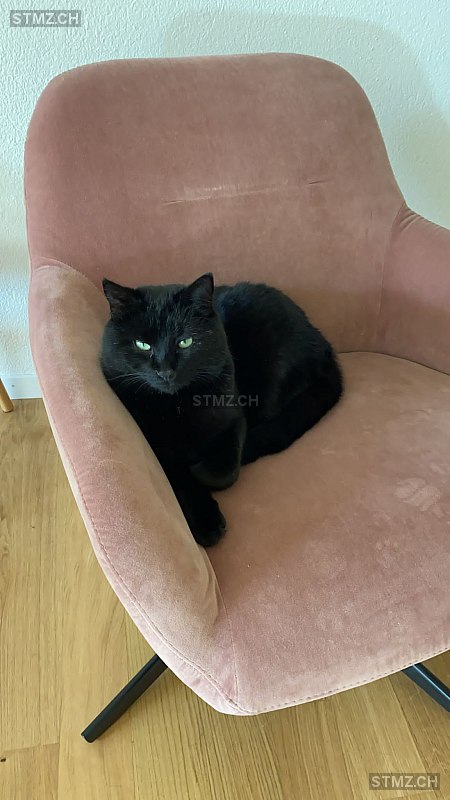 Severus — Hauskatze ♂, Vermisst seit 25.01.2026, Winkel (ZH)