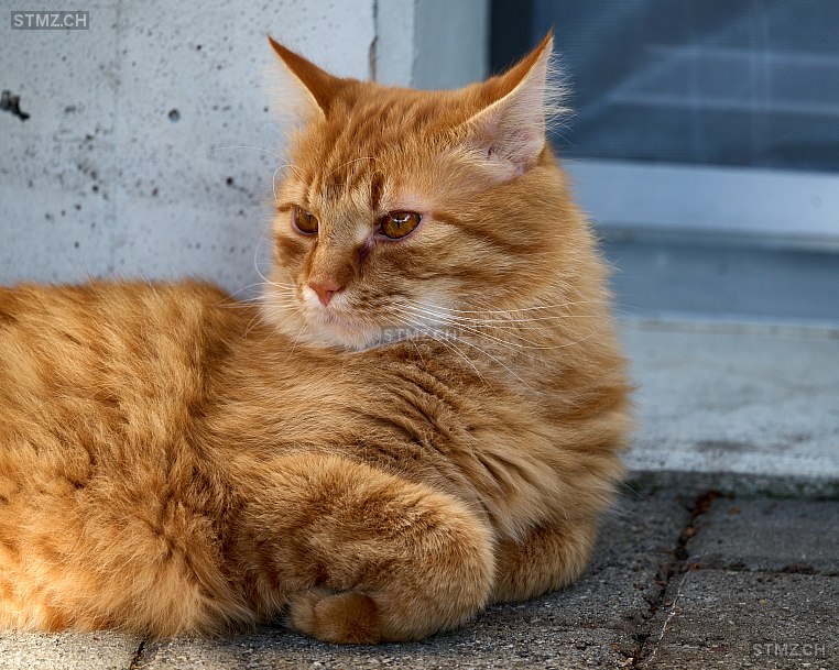 Aslan — Hauskatze ♂, Vermisst seit 07.01.2026, Berg SG (SG)