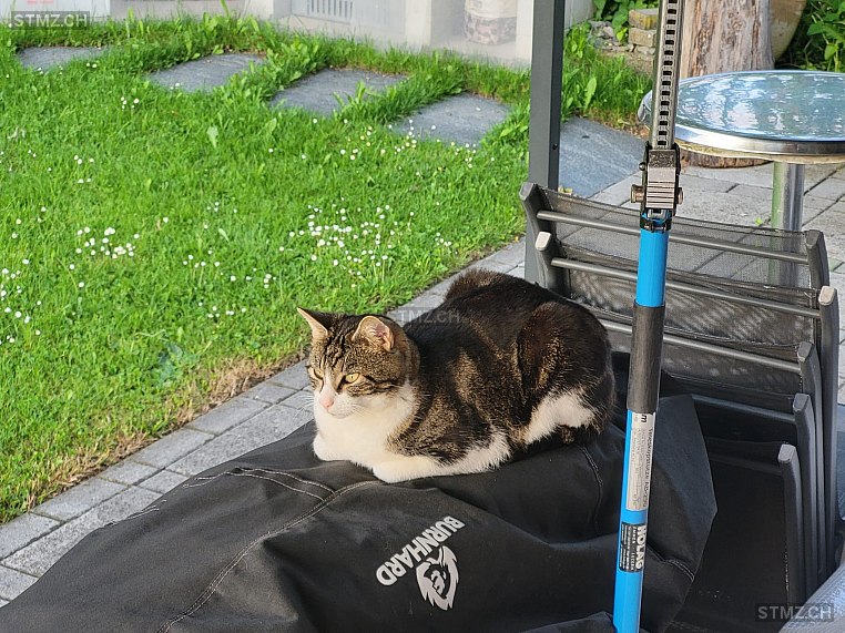 Mylo — Hauskatze ♂, Vermisst seit 15.01.2026, Inwil (LU)