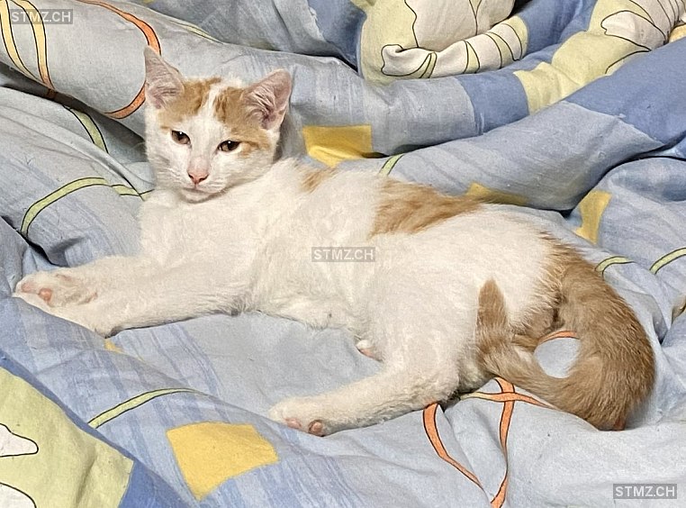 Gabriel — Hauskatze ♂, Vermisst seit 22.01.2026, Netstal (GL)