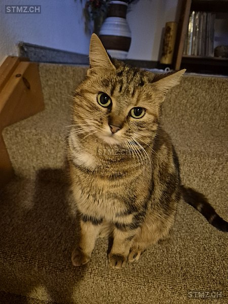 Trini — Hauskatze ♀, Vermisst seit 23.01.2026, Oberstetten (SG)