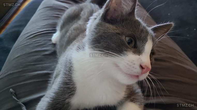 Jojo — Hauskatze ♂, Vermisst seit 10.01.2026, Nussbaumen AG (AG)