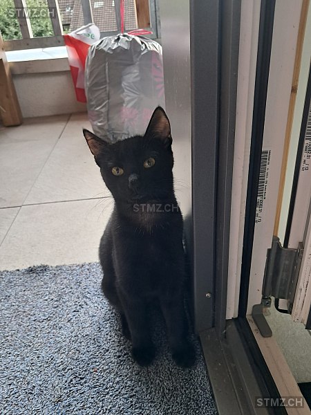 Oreo — Hauskatze ♂, Vermisst seit 24.01.2026, Eglisau (ZH)