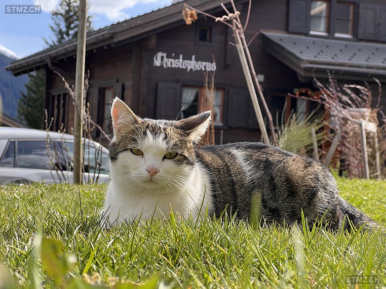 Johnny — Hauskatze ♂, Vermisst seit 24.01.2026, Davos Platz (GR)