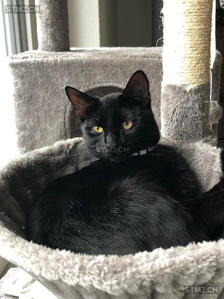 Max — Hauskatze ♂, Vermisst seit 24.01.2026, Leibstadt (AG)