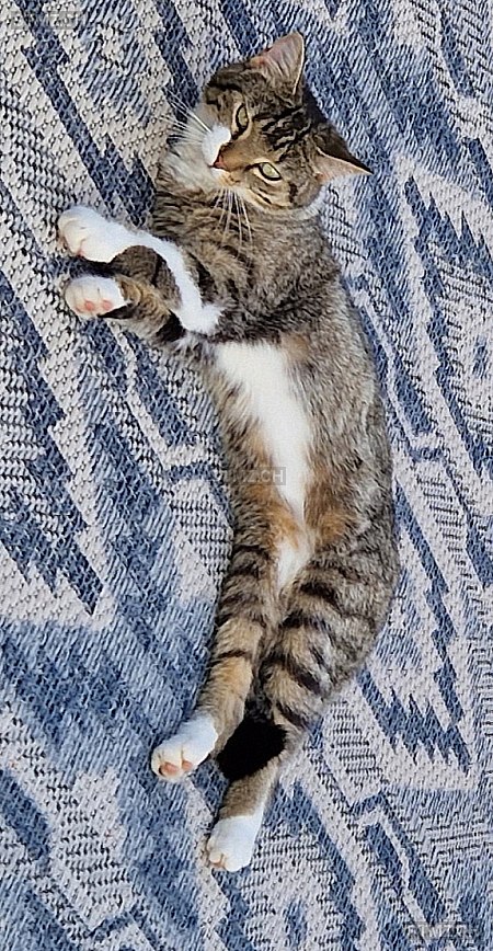 Vermisste Katzen #391689 — Hauskatze ♀, Vermisst seit ?, Dättwil AG (AG)