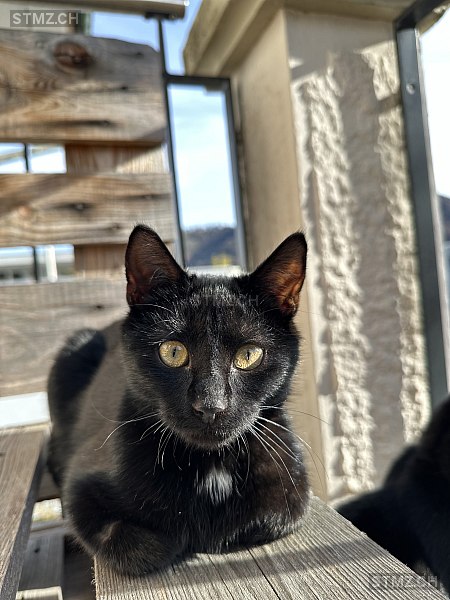 Nala — Hauskatze ♀, Vermisst seit 20.01.2026, Belp (BE)